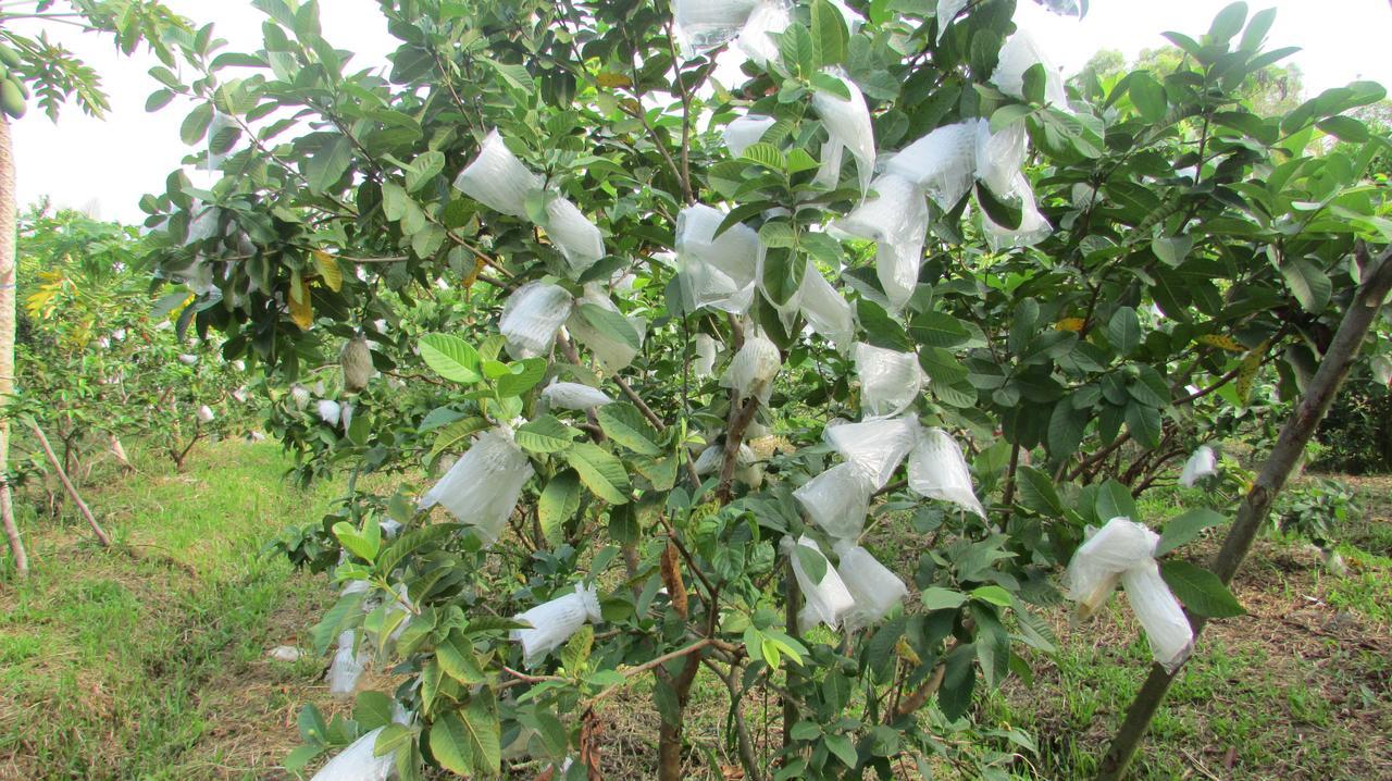 Orchard Fruit Farm Bungalow Фу Куок Екстериор снимка